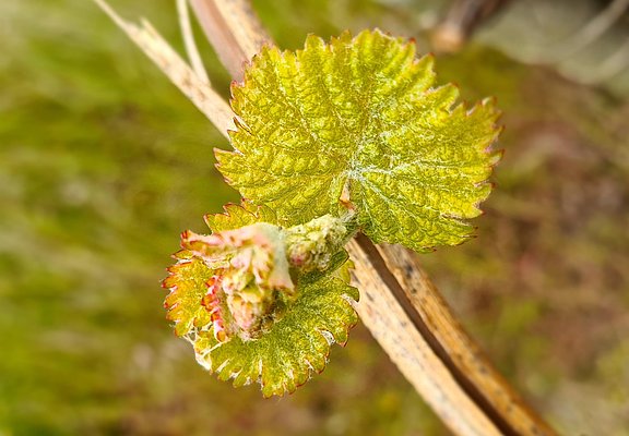 Weinreben