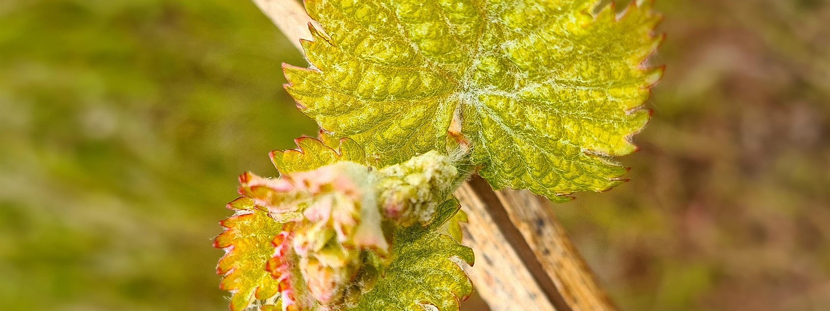 Weinreben