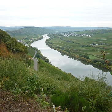 Blick flussabwärts aus den Kestener Weinbergen Richtung Brauneberg. Links am Hang einige Häuser von Kesten