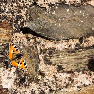 Schmetterling in den Weinbergen