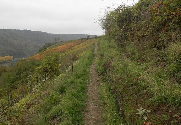 Pfadig durch den Hang oberhalb von Bruttig-Fankel
