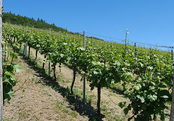 Weinberge an der Mosel