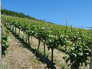 Weinberge an der Mosel