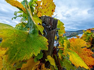 Weinberge an der Mosel