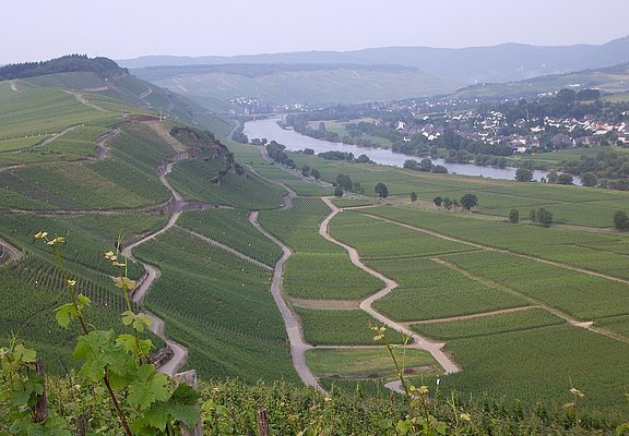 Berühmte Mosel-Weinlage: Brauneberger Juffer
