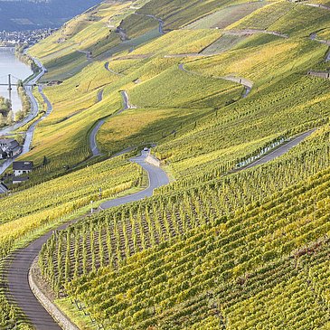 Weinberge in Graach