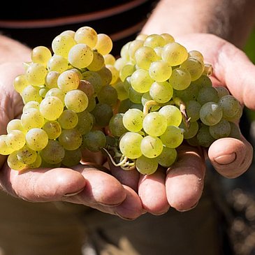 Bioweingut Hubertushof Trauben