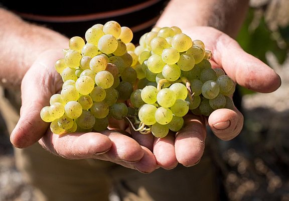 Bioweingut Hubertushof Trauben