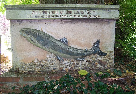 Flaumbachtal: 'Der letzte Lachs'