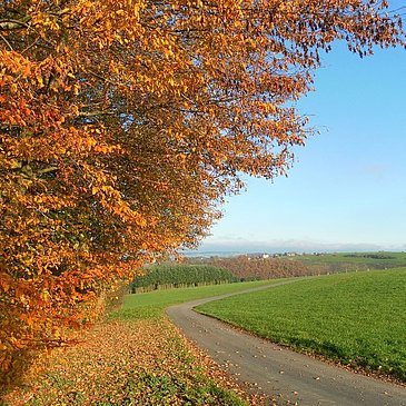 Blick auf Longkamp im Mosel-Hunsrück