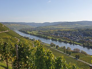 Wandern in Brauneberg