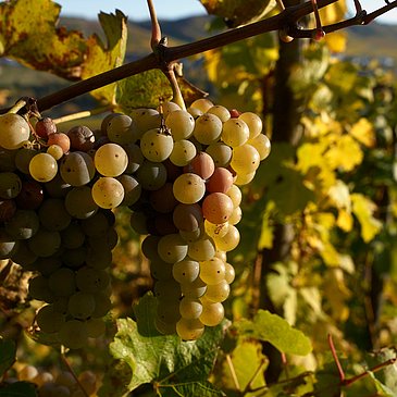 Weintrauben im Weinberg