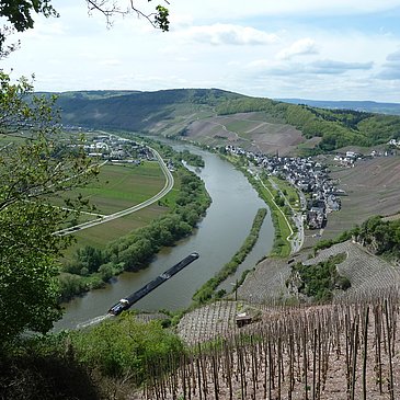Blick auf Ürzig und Kloster Machern 