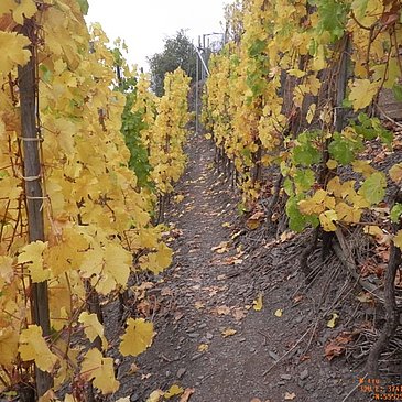 Pfad durch die Weinberge zwischen Beilstein und Bruttig-Fankel