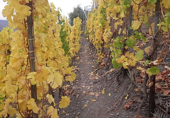 Pfad durch die Weinberge zwischen Beilstein und Bruttig-Fankel