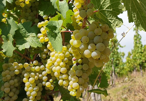 Unterwegs inmitten der Weinberge