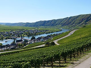 Aussicht auf Piesport an der Mosel