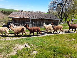 Alpaka-Trekking in Kleinich