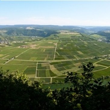 Panorama "Großer Moselblick"