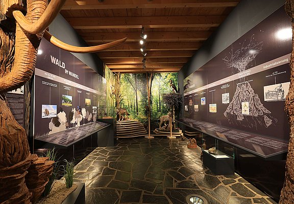 Das BIld zeigt den ersten Austellungsraum des Hunsrücker Holzmuseum. In dem Raum geht es um den Wald. Infotafeln an der Wannd vermitteln Wissen.