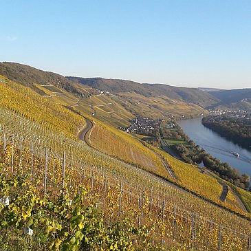 Moselweinberge
