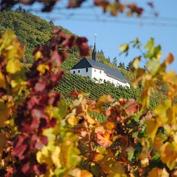Weinberg Herbst