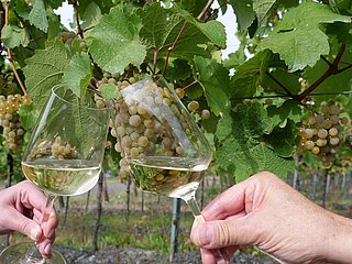 Weine im Weinberg genießen