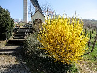 Altkirch in den Weinbergen