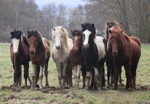 Ponyherde