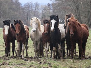 Ponyherde