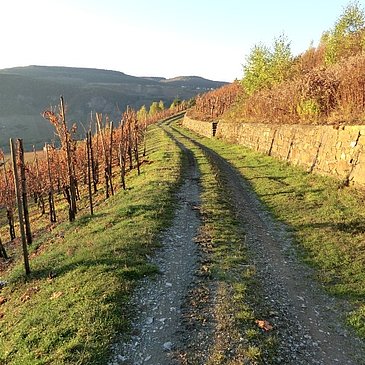In den Weinbergen oberhalb von Burg