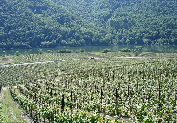 Weinberge in Pölich.
