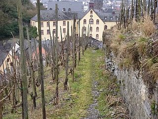 Weinbergspfad bei Bernkastel
