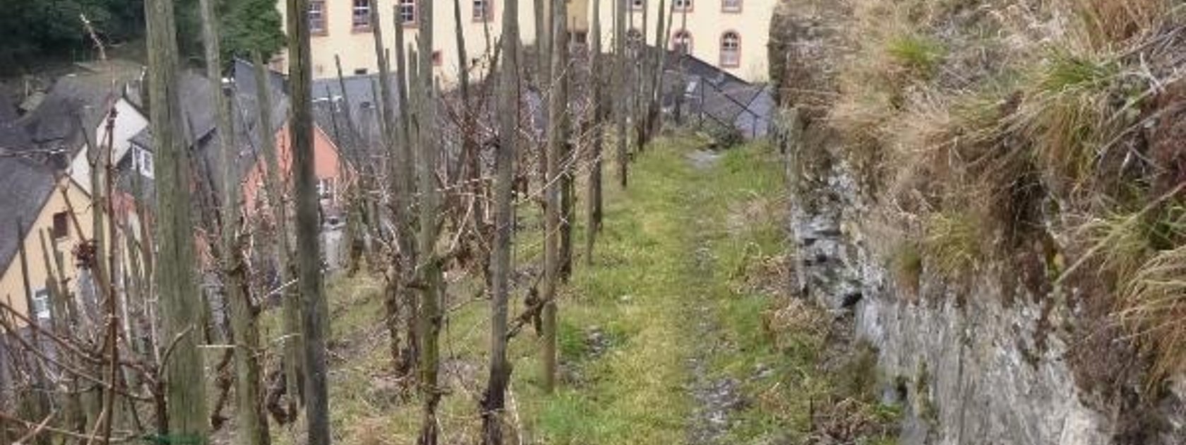 Weinbergspfad bei Bernkastel