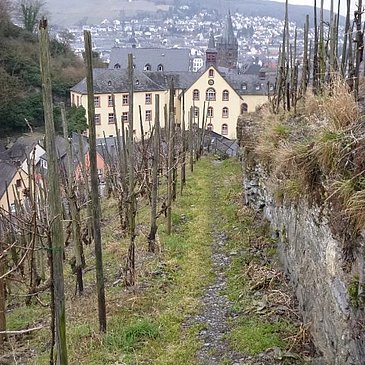 Weinbergspfad bei Bernkastel