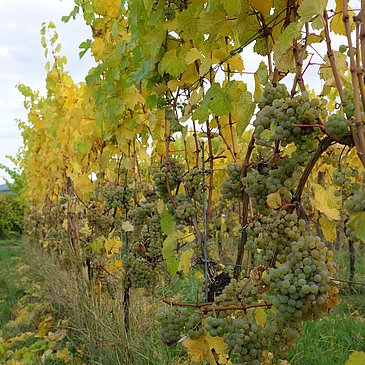 Weintrauben an Reben an der Mosel
