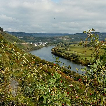 Moselblick vom Wanderweg "Kestener Schweiz"