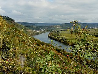 Moselblick vom Wanderweg "Kestener Schweiz"