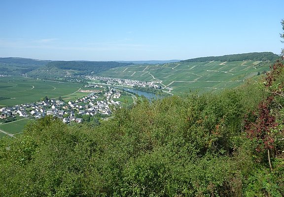 Aussicht vom "Hinkelstein" auf die Klüsserather Weinberge