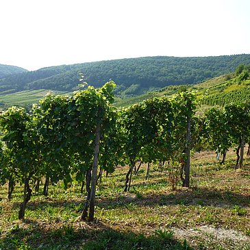 Reben im Weinberge