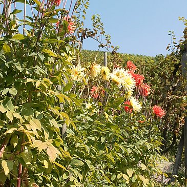Blumen am Wegesrand