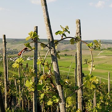Rebherzbindung: Weinbau an der Mosel