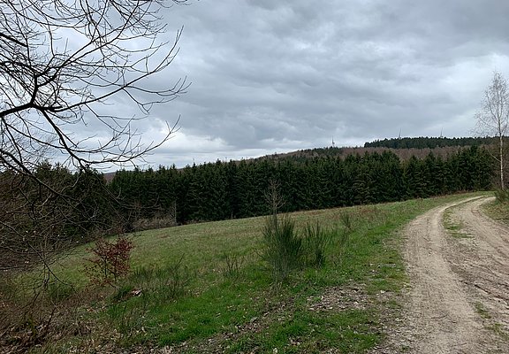 Wald- und Wiesenlandschaft