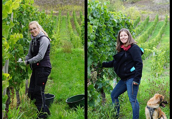 Weinprobenspaziergang durch die Weinberge