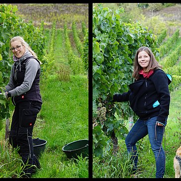 Weinprobenspaziergang durch die Weinberge