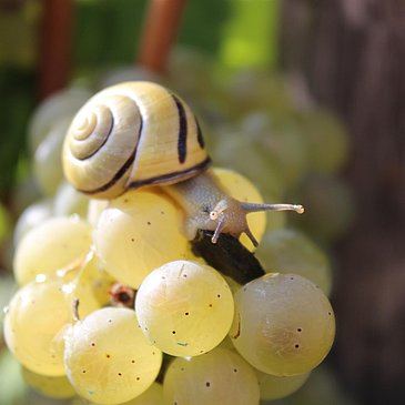 Weinbergsschnecke