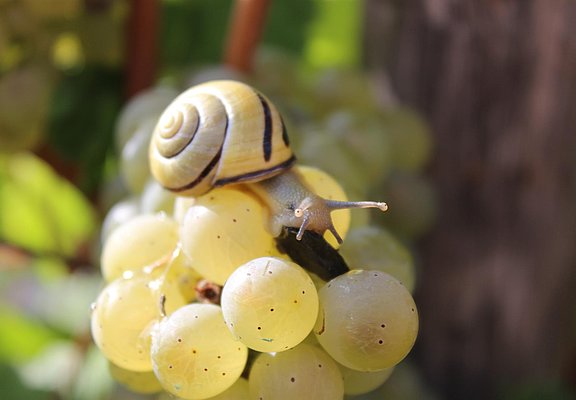Weinbergsschnecke