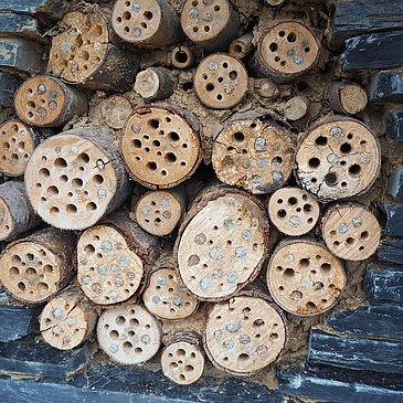 Ein perfekter Lebensraum für viele Insekten