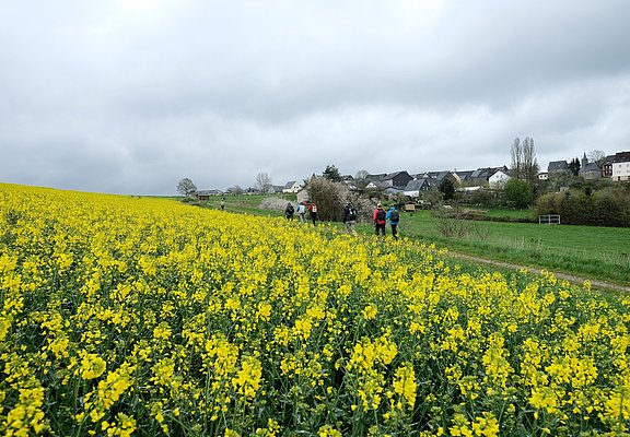 Hunsrücklandschaft bei Fronhofen