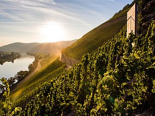 Weinlage Brauneberger Juffer